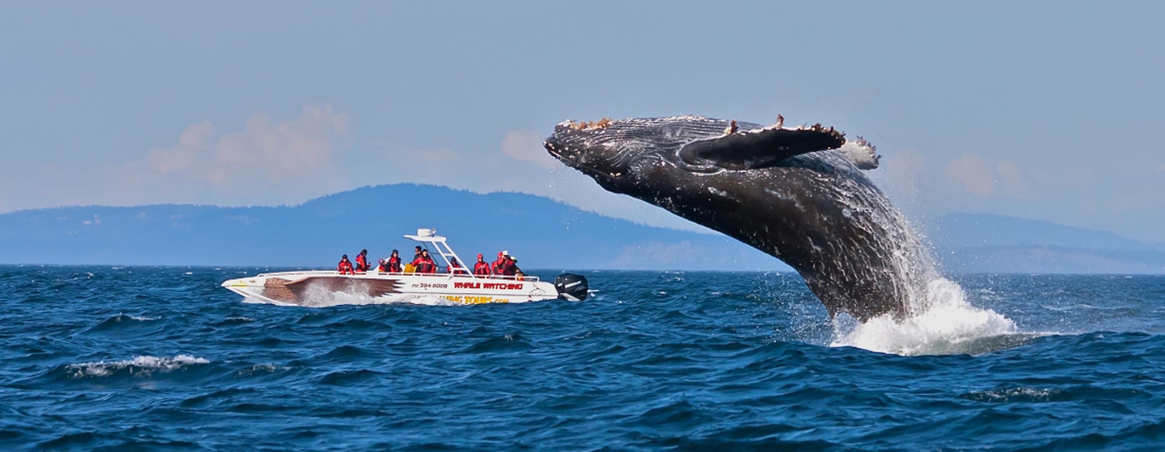 Luxury Whale Watching